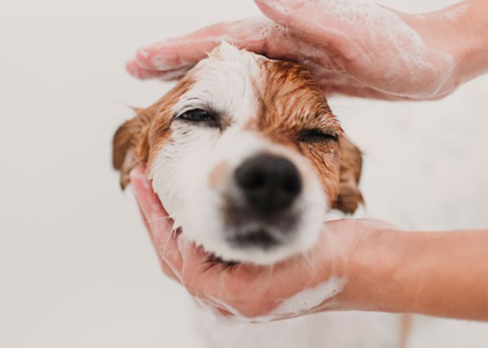 Two hands washing a puppy